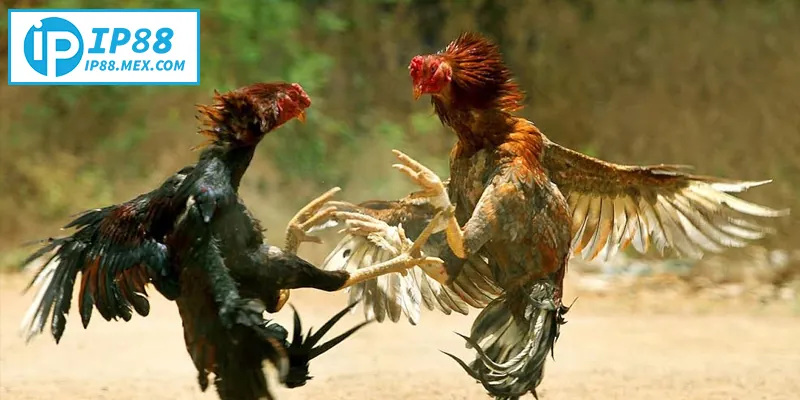 Đá Gà Đòn – Hướng Dẫn Chi Tiết Cho Người Mới