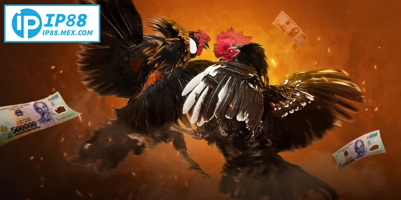 Đá Gà Thomo – Kinh Nghiệm Xem Và Cược Chuẩn Xác