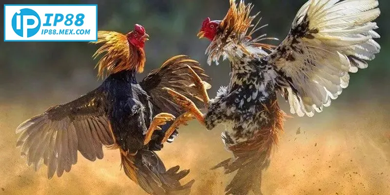 Đá gà Thomo – Trải nghiệm cược trực tuyến kịch tính, chuẩn xác