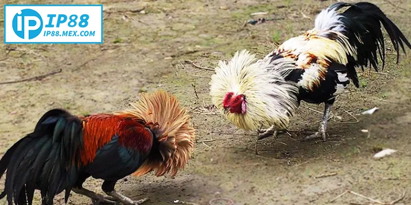 Đá Gà Tre – Kinh Nghiệm Và Hướng Dẫn Toàn Diện Khám phá kỹ thuật và chiến thuật chơi đá gà tre